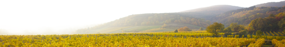 Ein Weinberg erstreckt sich über sanfte Hügel mit Morgennebel und Herbstbäumen im Hintergrund.