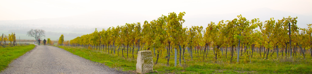 Ein Kiesweg führt an einem nebligen Tag an den Reihen der Weinstöcke in einem Weinberg entlang.